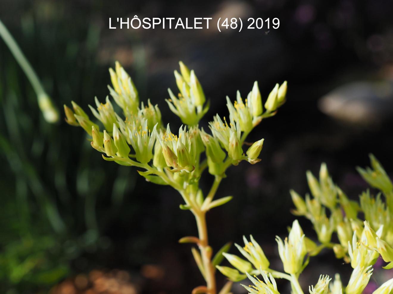 Stonecrop, [Pale yellow]